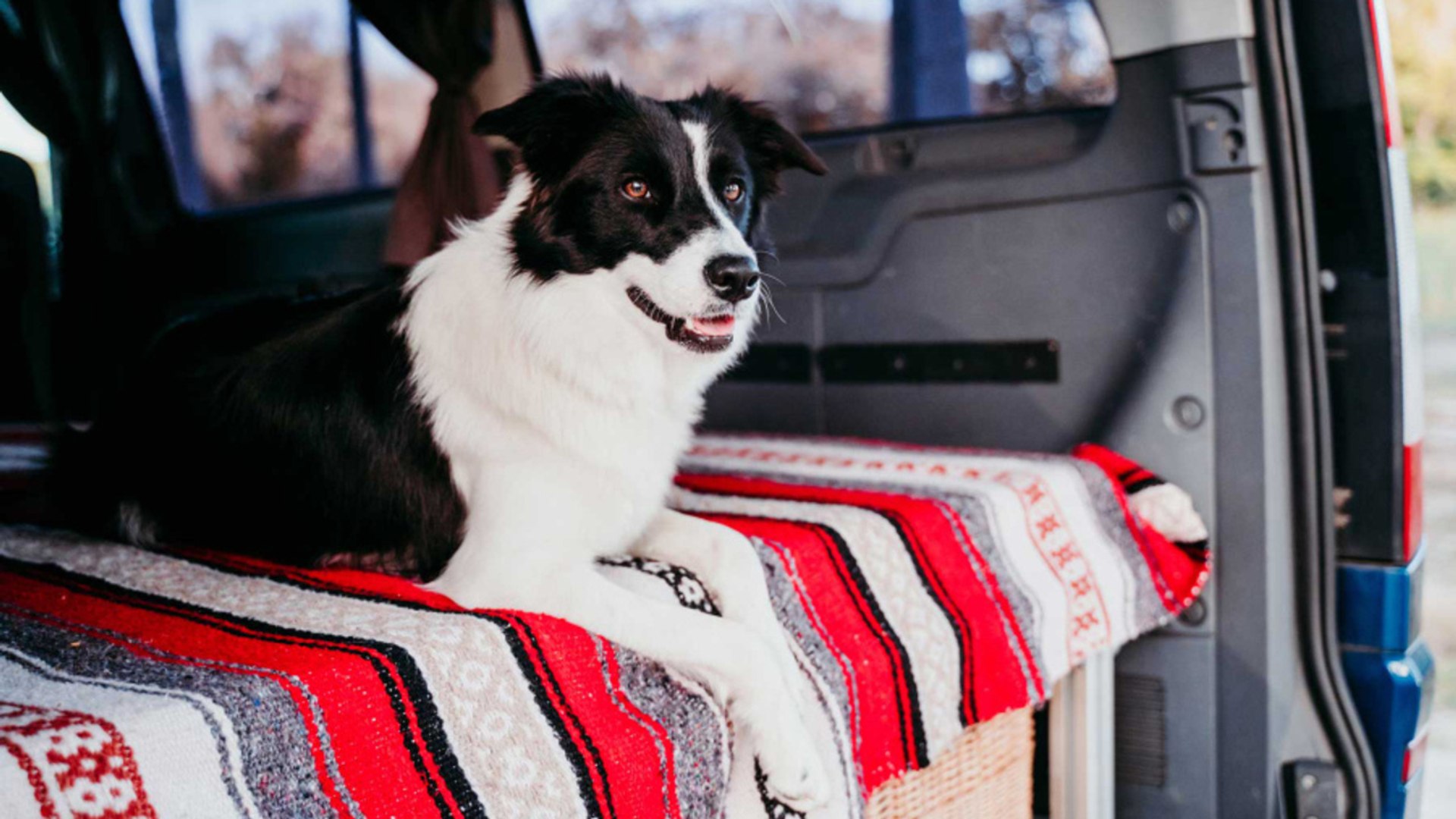 How to Make Your Van Pet Friendly